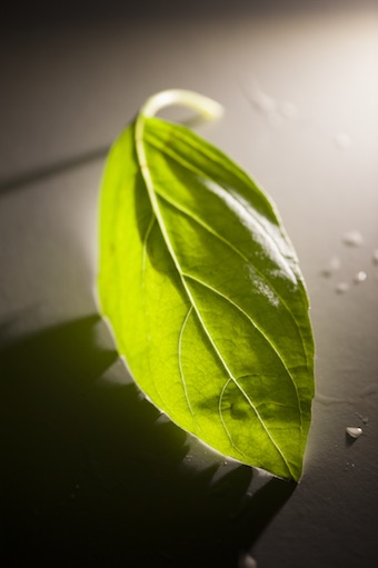 Feuille de basilic frais avec gouttes d'eau - Ingrédient de la tradition périgourdine du Basilou